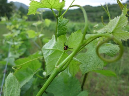 Castello Di Potentino by null