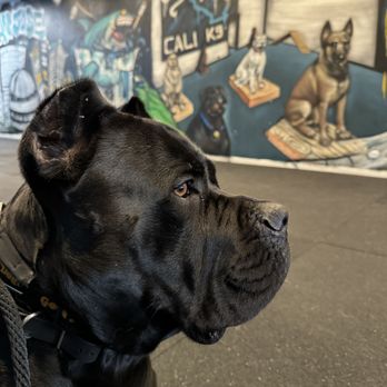 Cali K9 - Cali K9 San Jose - Pet Training Near Me - San Jose, California