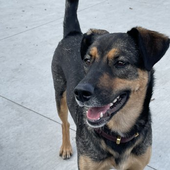 One Tail at a Time - Animal Shelters Near Me - Chicago, Illinois