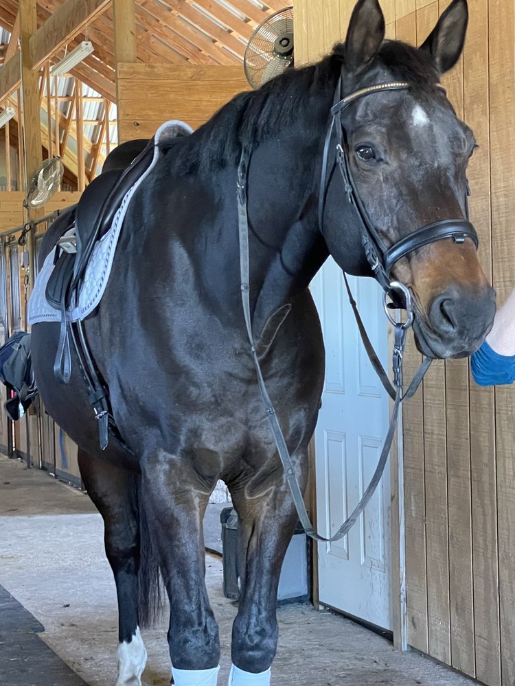 VICTORY STABLES EQUESTRIAN ACADEMY Updated June 2024 12 Photos