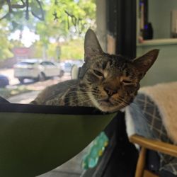 Catnip Cat Cafe - Mr.Mo
