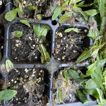 Hirt's Gardens - Plugs infected with Southern Blight. - Nurseries & Gardening Near Me - Wadsworth, Ohio
