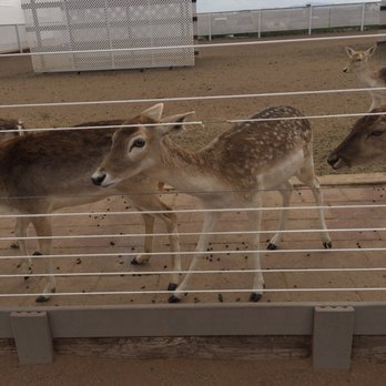 Rooster Cogburn Ostrich Ranch - Deer to feed - Petting Zoos Near Me - Picacho, Arizona Rooster Cogburn Ostrich Ranch - Deer to feed - Petting Zoos Near Me - Picacho, Arizona