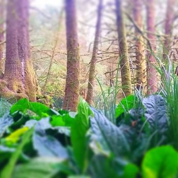 Beverly Beach State Park - Forest floor - Parks Near Me - Newport, Oregon