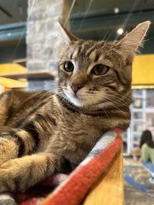 Seattle Meowtropolitan by null