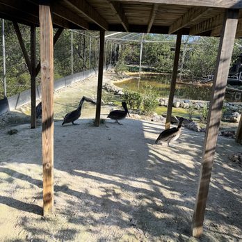 Florida Keys Wild Bird Sanctuary - Animal Shelters Near Me - Tavernier, Florida Florida Keys Wild Bird Sanctuary - Animal Shelters Near Me - Tavernier, Florida