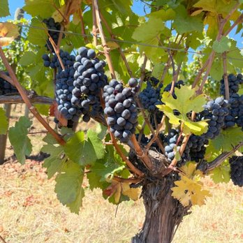 Apolloni Vineyards - Wineries Near Me - Forest Grove, Oregon