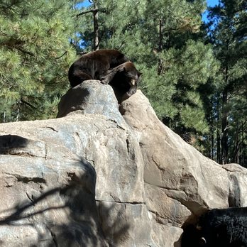 Bearizona - Zoos Near Me - Williams, Arizona Bearizona - Zoos Near Me - Williams, Arizona