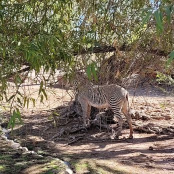Phoenix Zoo - Zebra - Zoos Near Me - Phoenix, Arizona Phoenix Zoo - Zebra - Zoos Near Me - Phoenix, Arizona