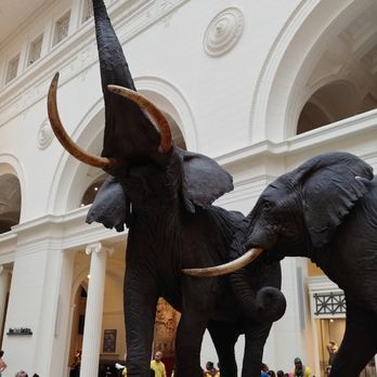 Field Museum - Museums Near Me - Chicago, Illinois