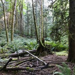 Klipsun Trail - It makes you feel like you are deep into a forest.