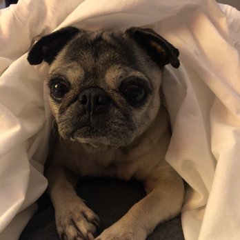 Hampton Inn Ottawa - Sora enjoying the comfy bed! - Hotels Near Me - Ottawa, Illinois Hampton Inn Ottawa - Sora enjoying the comfy bed! - Hotels Near Me - Ottawa, Illinois