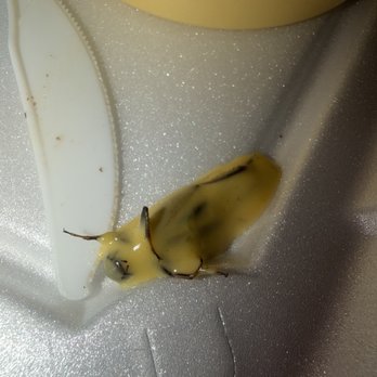 Jaliscos Mexican Restaurant - The cricket that was in the queso cheese. - Mexican Near Me - Belton, Texas