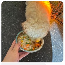 Dogtopia of Alpharetta at Halcyon - Dogtopia feeding my pup a veggie protein bowl