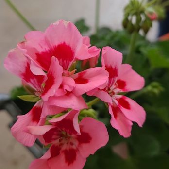 The Home Depot - Nurseries & Gardening Near Me - Tallahassee, Florida