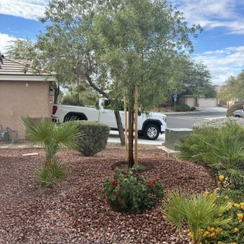 Moon Valley Nurseries - African Sumac tree and red bottle brush shrub. - Nurseries & Gardening Near Me - Las Vegas, Nevada Moon Valley Nurseries - African Sumac tree and red bottle brush shrub. - Nurseries & Gardening Near Me - Las Vegas, Nevada