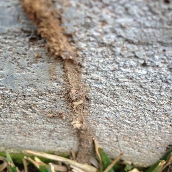 Life After Bugs - Active subterranean mud tube going up the foundation and entering the wall to feed on the wood studs inside. - Pest Control Near Me - Richmond, Texas Life After Bugs - Active subterranean mud tube going up the foundation and entering the wall to feed on the wood studs inside. - Pest Control Near Me - Richmond, Texas