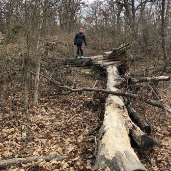 Turkey Mountain Wilderness Area - Does this count as climbing a tree? - Hiking Near Me - Tulsa, Oklahoma Turkey Mountain Wilderness Area - Does this count as climbing a tree? - Hiking Near Me - Tulsa, Oklahoma