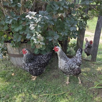 Virtue Cider - Free range chickens - Cideries Near Me - Fennville, Michigan Virtue Cider - Free range chickens - Cideries Near Me - Fennville, Michigan