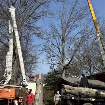 A&S Tree Service - Tree Services Near Me A&S Tree Service - Tree Services Near Me