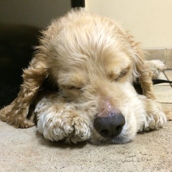 Simi Valley Animal Hospital - Wally relaxing after his exam! - Veterinarians Near Me - Simi Valley, California Simi Valley Animal Hospital - Wally relaxing after his exam! - Veterinarians Near Me - Simi Valley, California