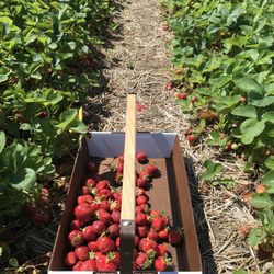 Krupp Farms - They provide boxes for picking that you can take home.