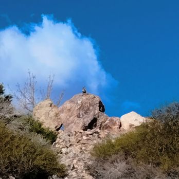Bootleg Canyon Park - Gambler quail singing us goodbye! - Parks Near Me - Boulder City, Nevada