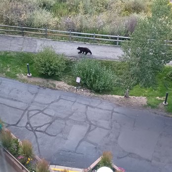Hyatt Place Keystone/Dillon - Bear leisurely walking on a trail behind hotel. - Hotels Near Me - Keystone, Colorado