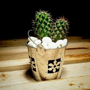 Tamarindo - Detalles originales - Florists Near Me - Barcelona, B Tamarindo - Detalles originales - Florists Near Me - Barcelona, B