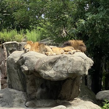 Franklin Park Zoo - Lazy Lion's - Zoos Near Me - Boston, Massachusetts Franklin Park Zoo - Lazy Lion's - Zoos Near Me - Boston, Massachusetts