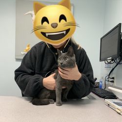 CityPaws Animal Hospital - Exam room
