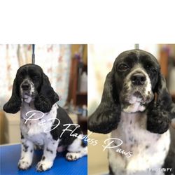 P&J Flawless Paws