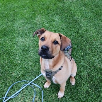It's Not Magic Dog Training - Long line recall training - Pet Training Near Me It's Not Magic Dog Training - Long line recall training - Pet Training Near Me