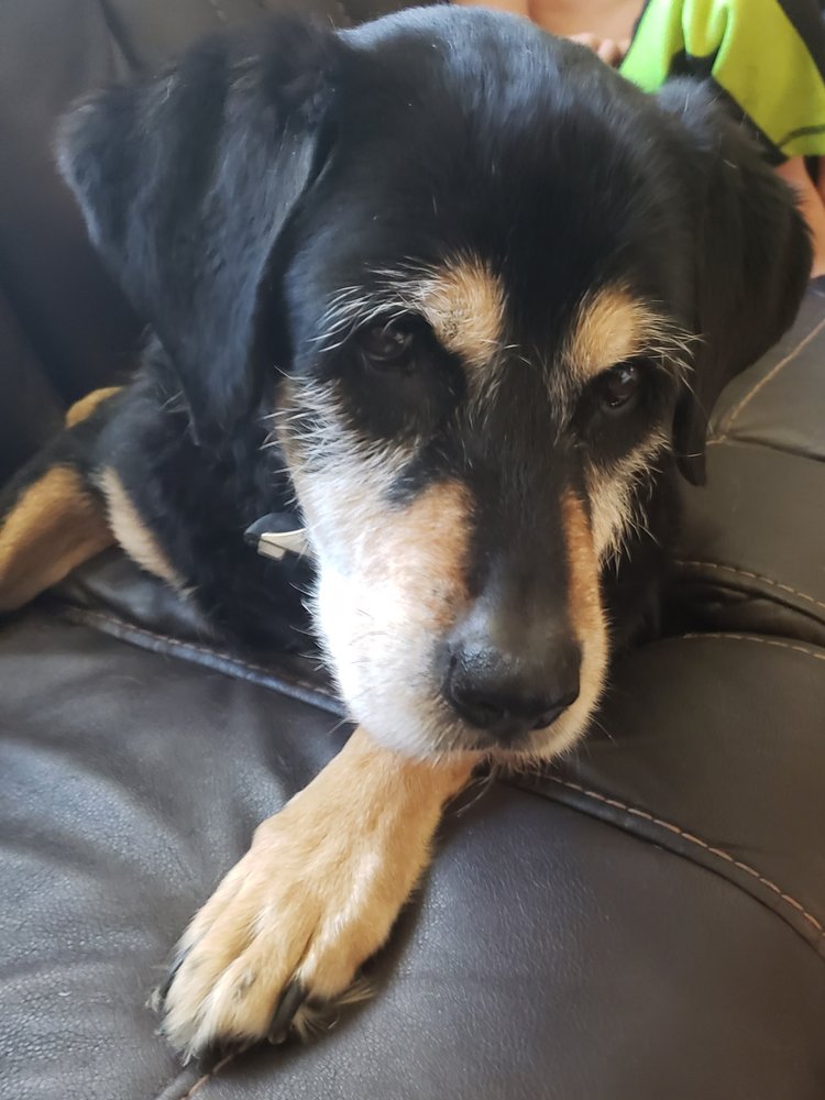 DELAFIELD SMALL ANIMAL HOSPITAL Updated October 2024 20 Crossroads