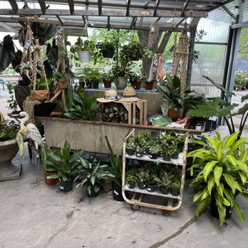 Twin Oaks Nursery & Supply - New Houseplants! - Nurseries & Gardening Near Me - Denison, Texas Twin Oaks Nursery & Supply - New Houseplants! - Nurseries & Gardening Near Me - Denison, Texas