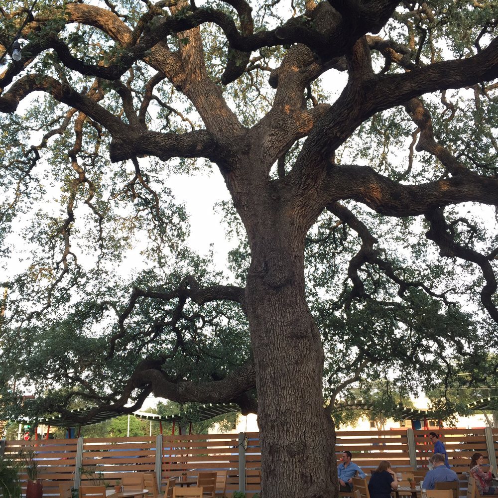 Vinaigrette - the famous tree. - Salad Near Me - Austin, Texas Vinaigrette - the famous tree. - Salad Near Me - Austin, Texas