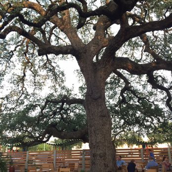 Vinaigrette - the famous tree. - Salad Near Me - Austin, Texas Vinaigrette - the famous tree. - Salad Near Me - Austin, Texas
