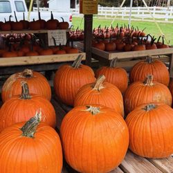 Festival Farm