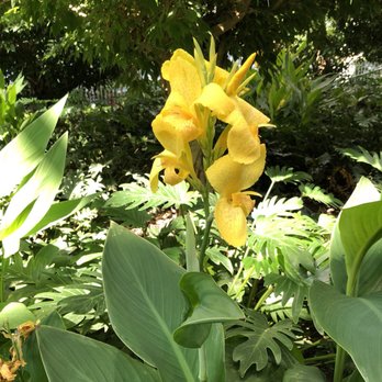 Devonian Gardens - Delicate blooms - Parks Near Me - Calgary, Alberta