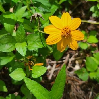 Lady Bird Johnson Park - Hiking Near Me - San Antonio, Texas