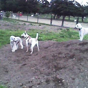 Alameda Small Dog Park - King and queen of the hill - Dog Parks Near Me - Alameda, California Alameda Small Dog Park - King and queen of the hill - Dog Parks Near Me - Alameda, California