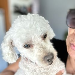 Aloha Dog Grooming - Lola & Nana