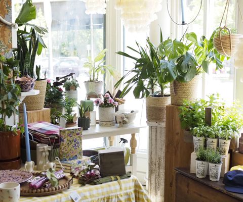 Hops Petunia Floral by null