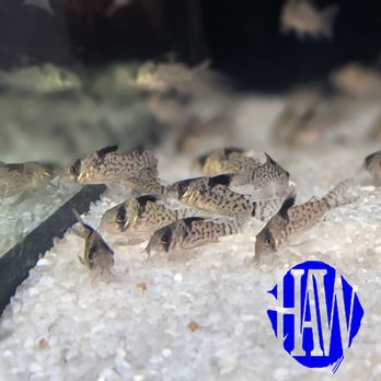 Houston Aquarium Warehouse - Aquarium Services Near Me - Stafford, Texas Houston Aquarium Warehouse - Aquarium Services Near Me - Stafford, Texas