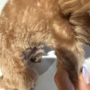 Cupid Doggie Spa - Uneven - Pet Groomers Near Me - La Habra, California Cupid Doggie Spa - Uneven - Pet Groomers Near Me - La Habra, California