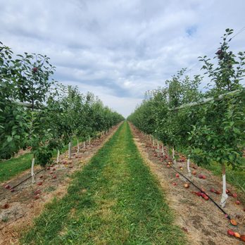 Beasley's Orchard - Farmers Market Near Me - Danville, Indiana