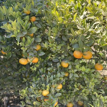 Underwood Farm Market - Fruits & Veggies Near Me - Somis, California Underwood Farm Market - Fruits & Veggies Near Me - Somis, California