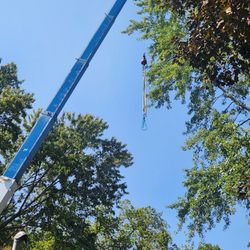 Affordable Tree Service