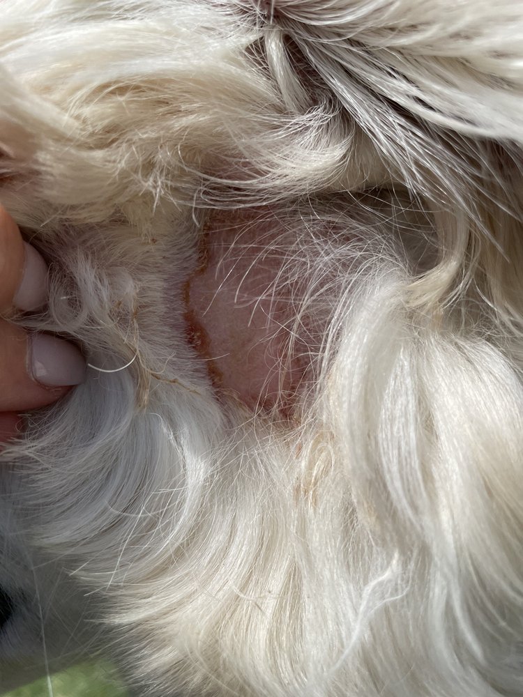 MUTT PUDDLE MCKINNEY 3180 Eldorado Pkwy, McKinney, Texas Pet