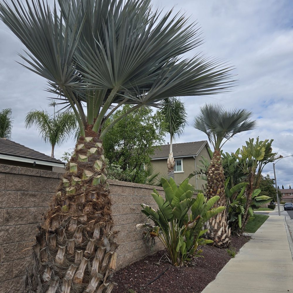 Eco Pro Arbor Care - Palm trees which they trimmed - Tree Services Near Me